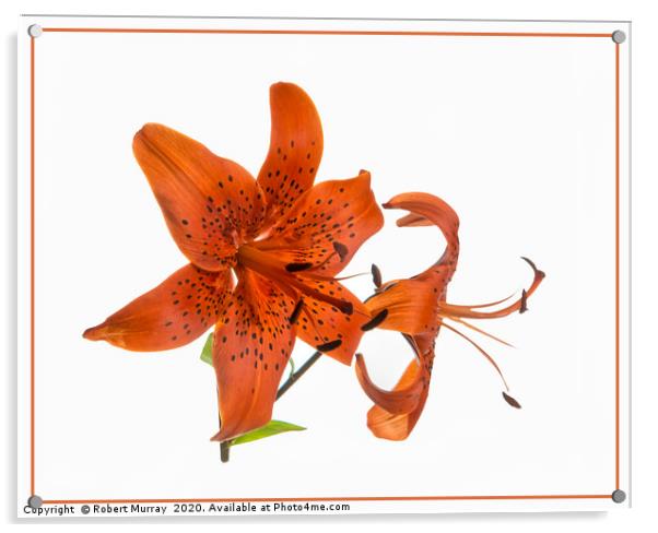 Tiger Lily Acrylic by Robert Murray