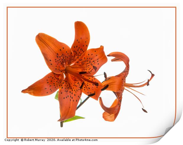 Tiger Lily Print by Robert Murray