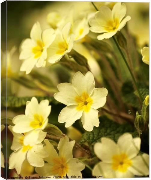 primroses Canvas Print by Simon Johnson