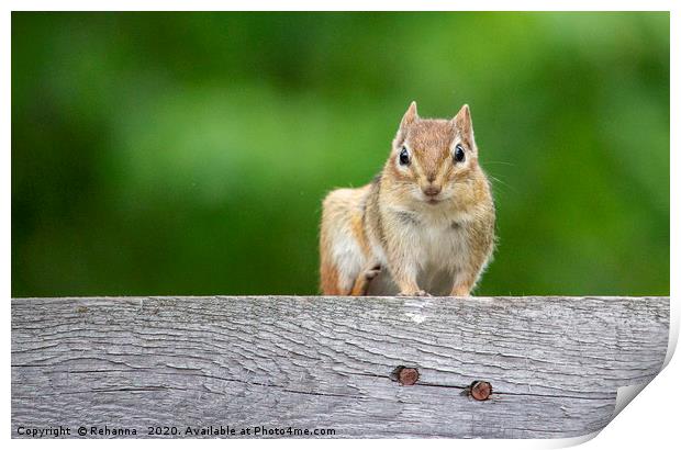 Friendly chipmunk on fence, Calabogie, Canada Print by Rehanna Neky