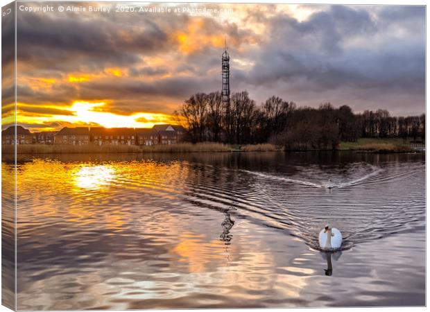 Swan at sunset Canvas Print by Aimie Burley