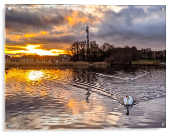 Swan at sunset Acrylic by Aimie Burley