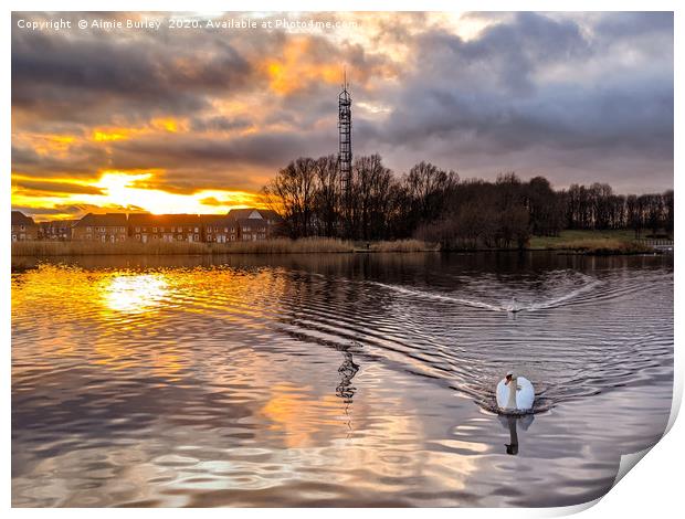 Swan at sunset Print by Aimie Burley