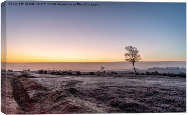 Ipley Sunrise, New Forest Canvas Print by Sue Knight