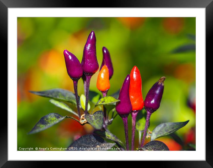 Purple Tiger Chilli Peppers Framed Mounted Print by Angela Cottingham