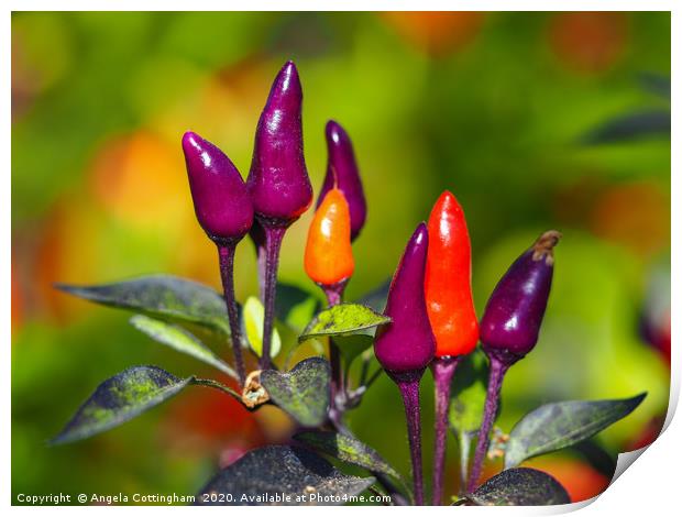 Purple Tiger Chilli Peppers Print by Angela Cottingham