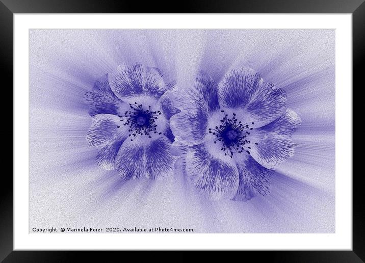 Flower in blue Framed Mounted Print by Marinela Feier