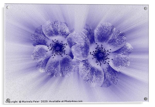 Flower in blue Acrylic by Marinela Feier