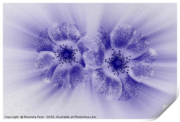Flower in blue Print by Marinela Feier