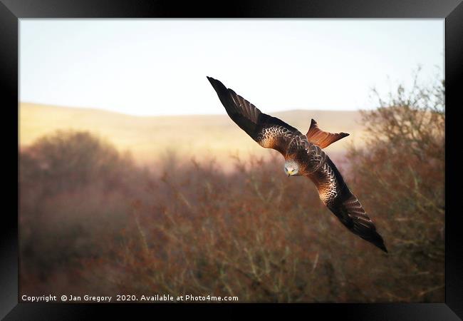 Red Kite Swooping Framed Print by Jan Gregory