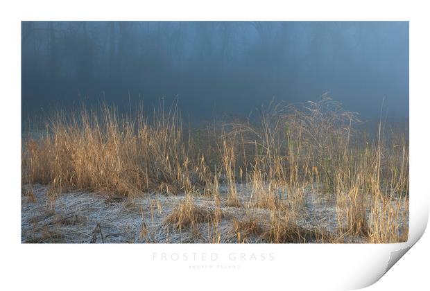 Frosted Grass Print by Andrew Roland
