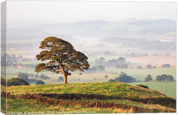 Tree in the mist (Roaches) Canvas Print by Andrew Ray