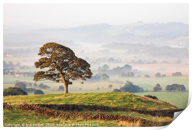 Tree in the mist (Roaches) Print by Andrew Ray