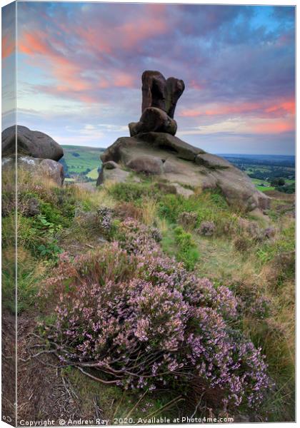 Heather at sunrise (Ramshaw Rocks) Canvas Print by Andrew Ray