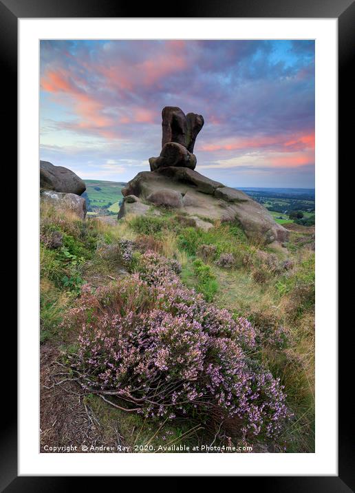 Heather at sunrise (Ramshaw Rocks) Framed Mounted Print by Andrew Ray