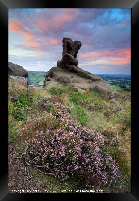 Heather at sunrise (Ramshaw Rocks) Framed Print by Andrew Ray