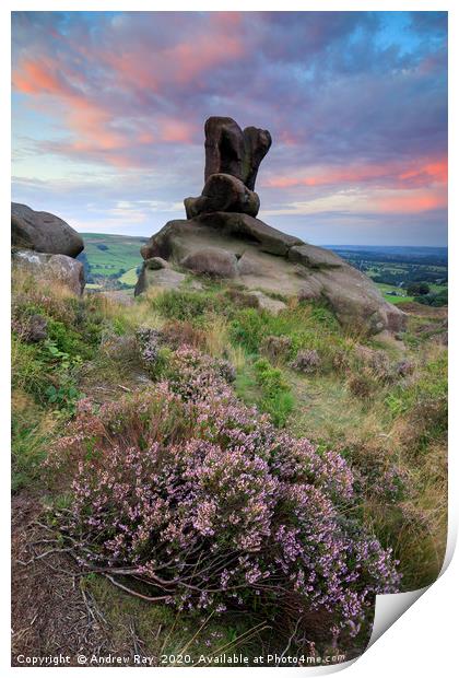 Heather at sunrise (Ramshaw Rocks) Print by Andrew Ray