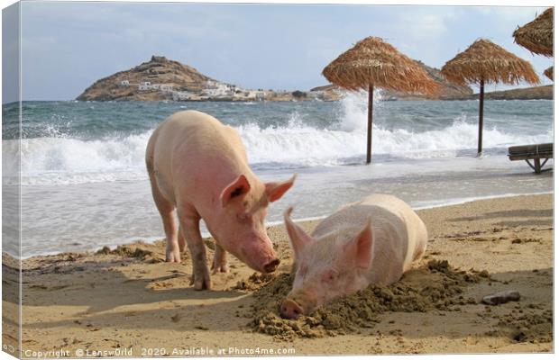 Pigs relaxing at the beach in Mykonos, Greece Canvas Print by Lensw0rld 
