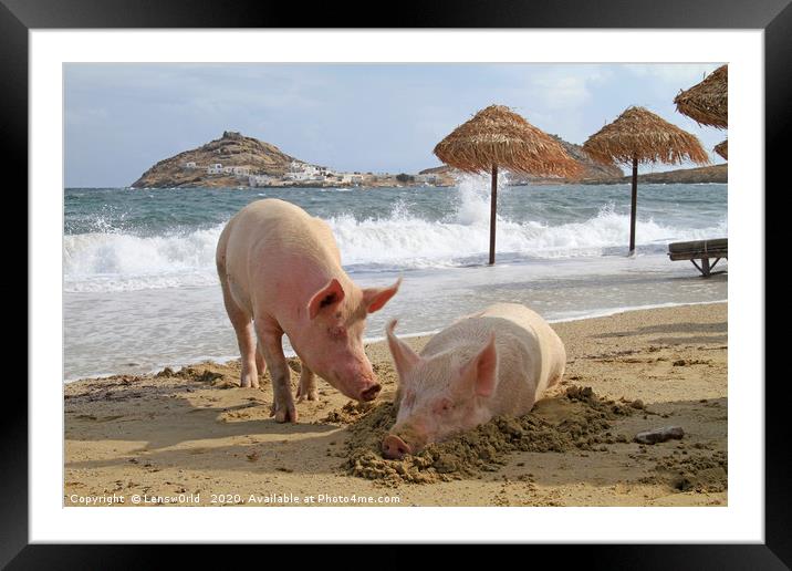 Pigs relaxing at the beach in Mykonos, Greece Framed Mounted Print by Lensw0rld 