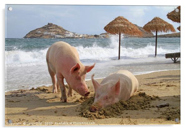 Pigs relaxing at the beach in Mykonos, Greece Acrylic by Lensw0rld 