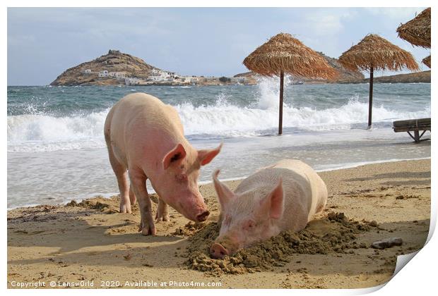 Pigs relaxing at the beach in Mykonos, Greece Print by Lensw0rld 