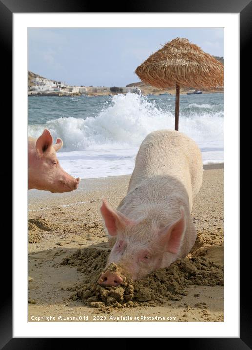 Pigs relaxing at the beach in Mykonos, Greece Framed Mounted Print by Lensw0rld 
