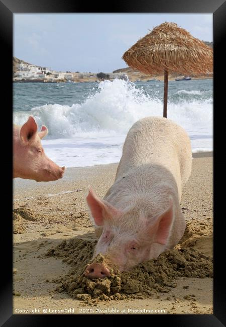 Pigs relaxing at the beach in Mykonos, Greece Framed Print by Lensw0rld 