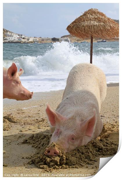 Pigs relaxing at the beach in Mykonos, Greece Print by Lensw0rld 