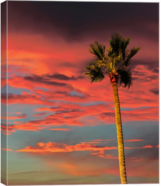 Palm Tree on Tropical Sunset Canvas Print by Darryl Brooks