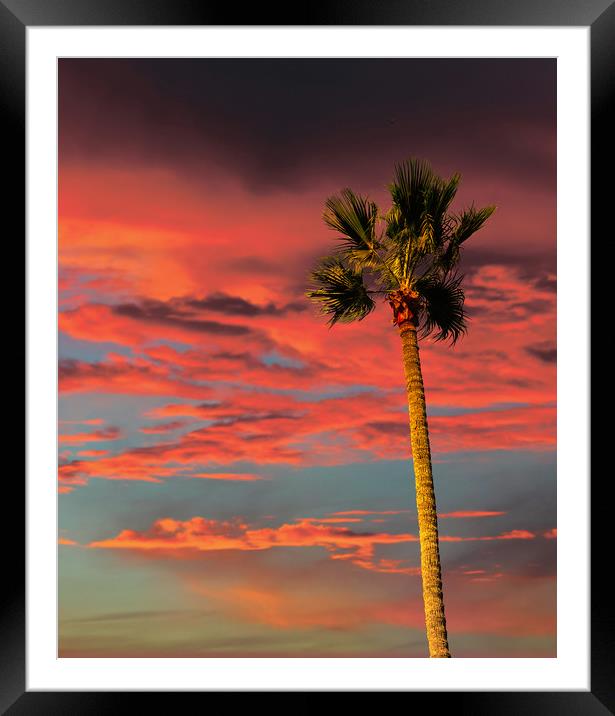 Palm Tree on Tropical Sunset Framed Mounted Print by Darryl Brooks