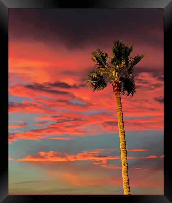 Palm Tree on Tropical Sunset Framed Print by Darryl Brooks