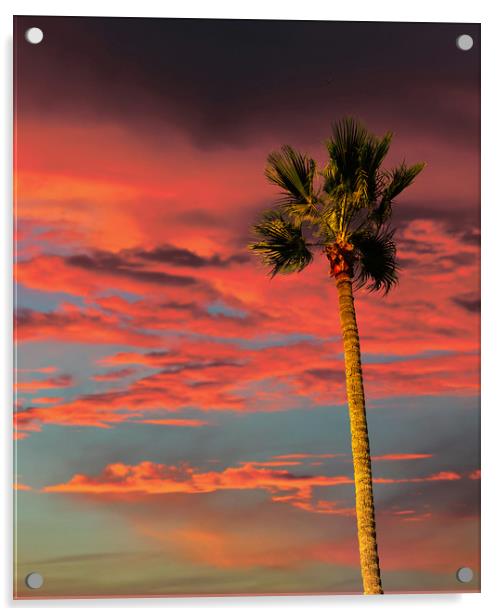 Palm Tree on Tropical Sunset Acrylic by Darryl Brooks