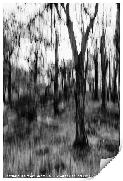 Motion blur trees abstract monochrome Print by Graham Moore
