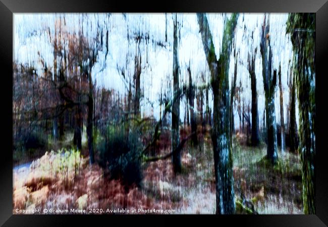Motion blur trees abstract Framed Print by Graham Moore