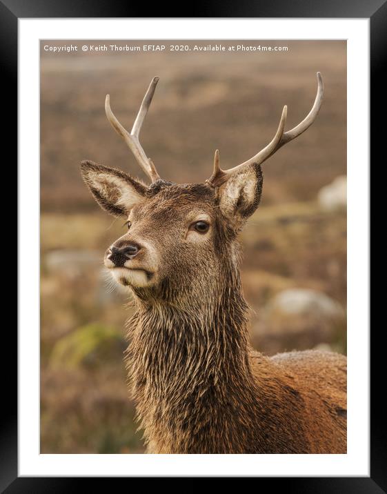 Red Deer Framed Mounted Print by Keith Thorburn EFIAP/b