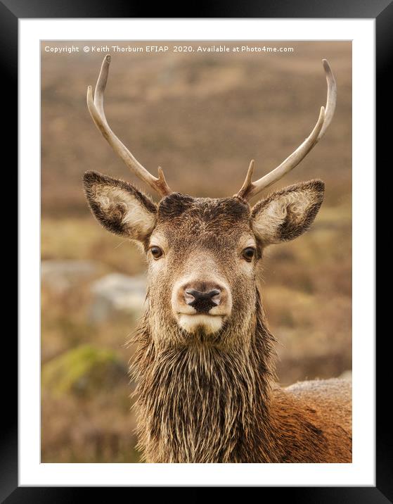 Red Deer Framed Mounted Print by Keith Thorburn EFIAP/b