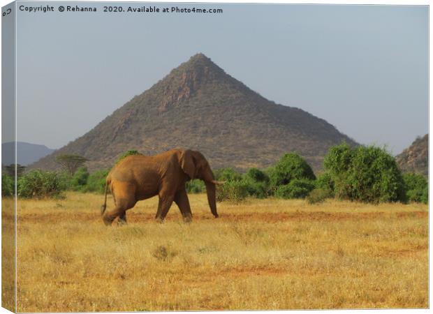Lone elephant walking, Samburu, Kenya Canvas Print by Rehanna Neky