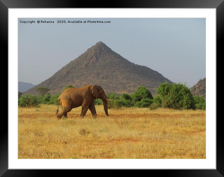 Lone elephant walking, Samburu, Kenya Framed Mounted Print by Rehanna Neky
