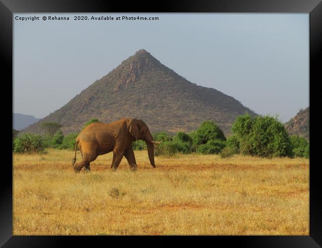 Lone elephant walking, Samburu, Kenya Framed Print by Rehanna Neky