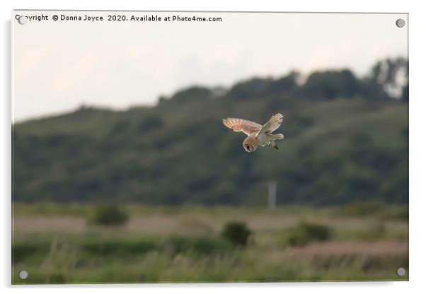 Barn owl hunting  Acrylic by Donna Joyce