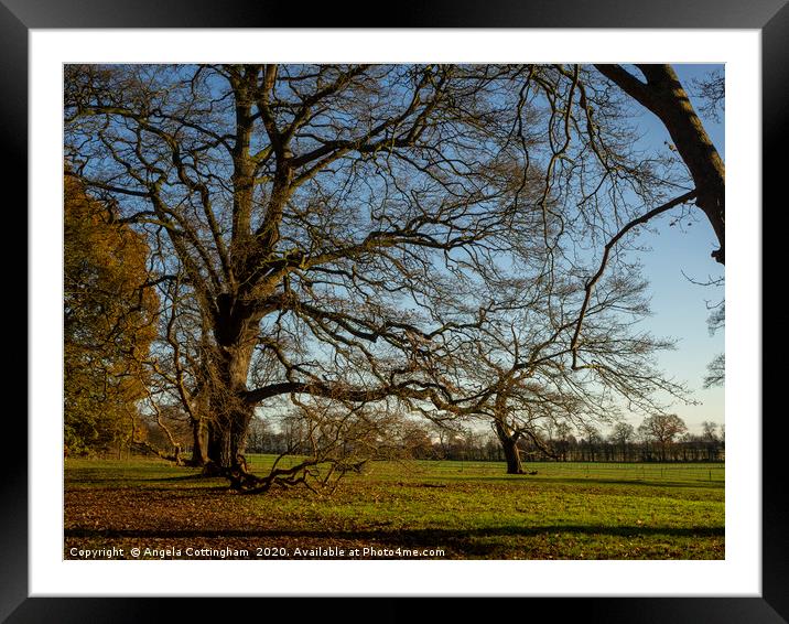 Tree in the Park Framed Mounted Print by Angela Cottingham
