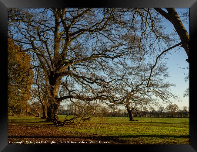 Tree in the Park Framed Print by Angela Cottingham