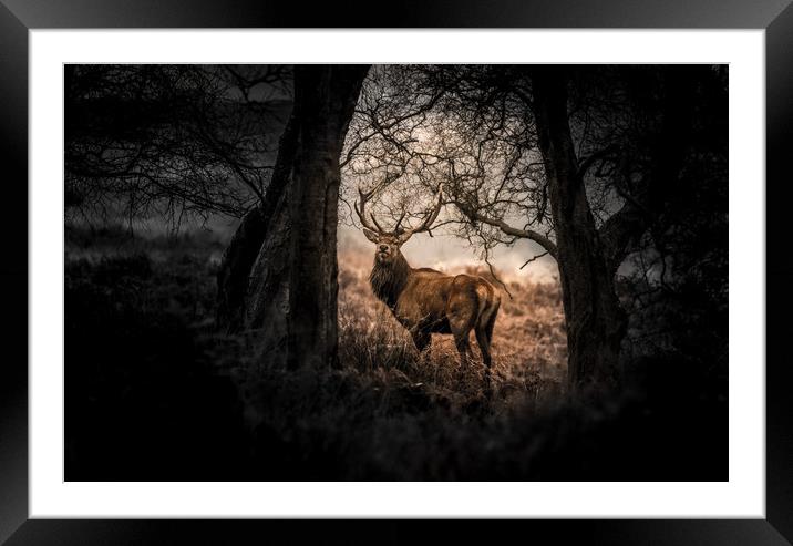 Stag captured at Big Moor in the Peak District Framed Mounted Print by Jamie Simmons