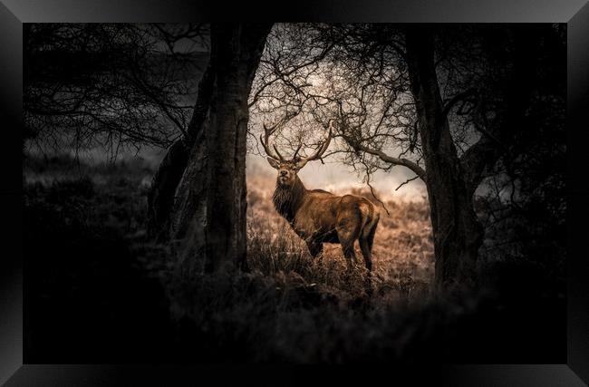 Stag captured at Big Moor in the Peak District Framed Print by Jamie Simmons