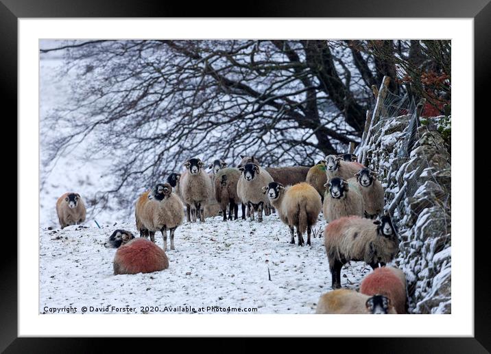 Sheep in Winter, Upper Teesdale, County Durham, UK Framed Mounted Print by David Forster