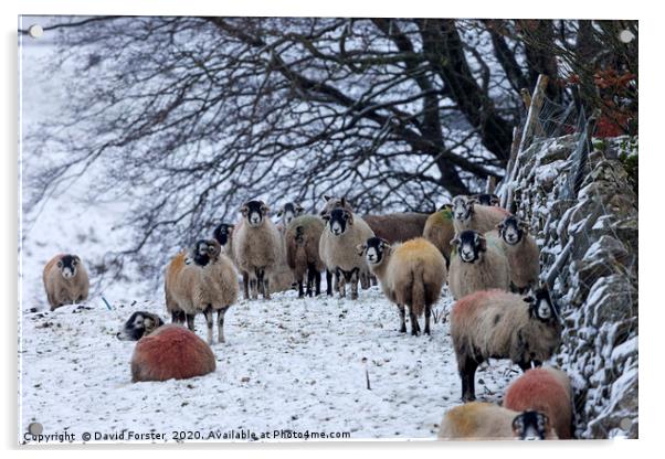 Sheep in Winter, Upper Teesdale, County Durham, UK Acrylic by David Forster
