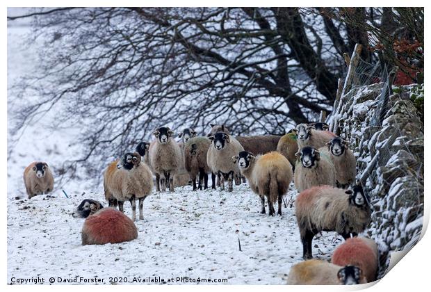 Sheep in Winter, Upper Teesdale, County Durham, UK Print by David Forster