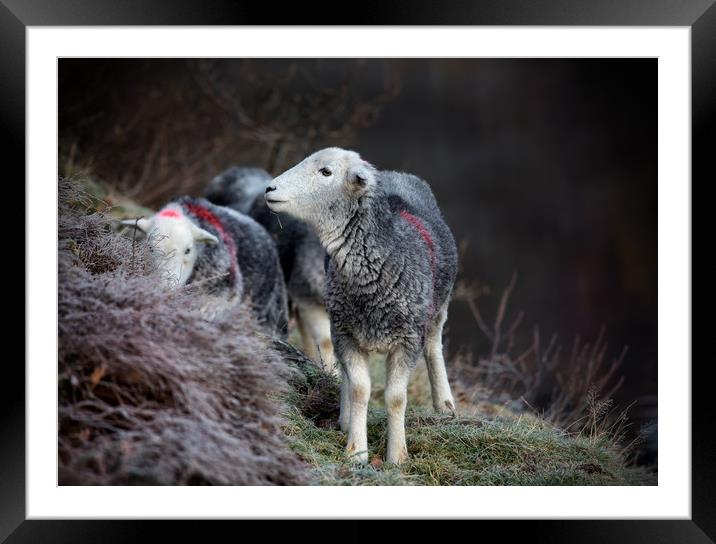 Herdwick Sheep Framed Mounted Print by Phil Buckle