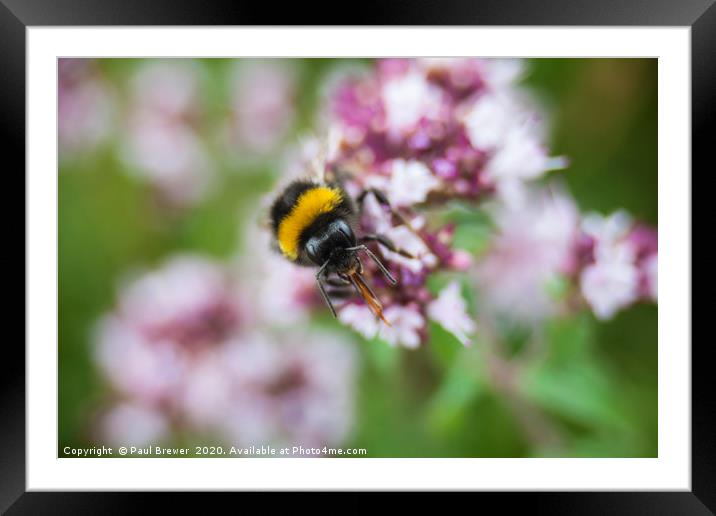 Bees on a wildflower Framed Mounted Print by Paul Brewer