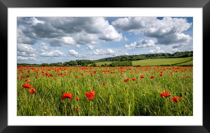 Poppy fields in Corbridge, Northumberland  Framed Mounted Print by Marcia Reay